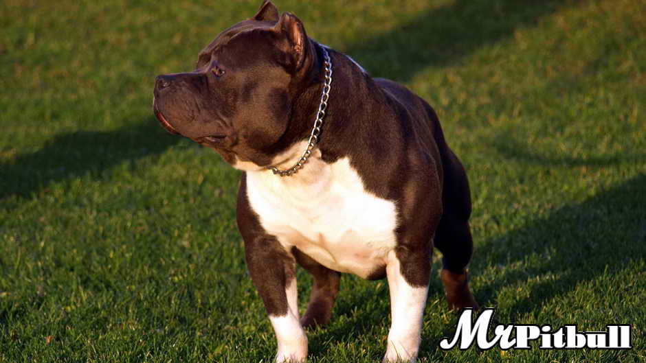 CLICK TO ENLARGE Razor's Edge Pitbull