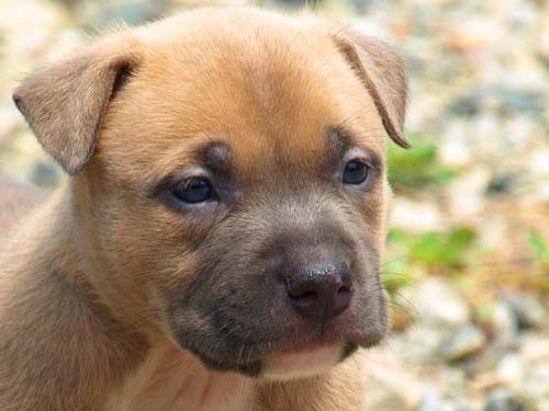 CLICK TO ENLARGE blue fawn and tan pitbull puppy