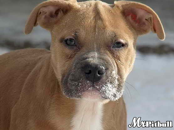 CLICK TO ENLARGE puppy playing in snow