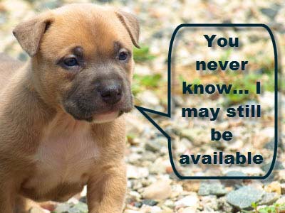 CLICK TO ENLARGE healthy pitbull