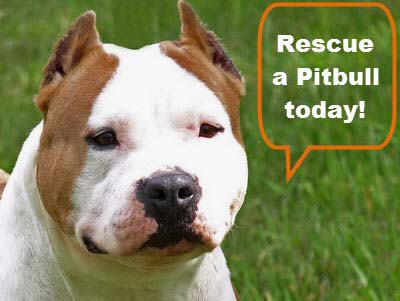 CLICK TO ENLARGE white face pitbull