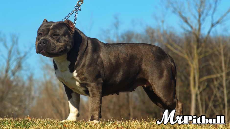 remyline pitbull kennel