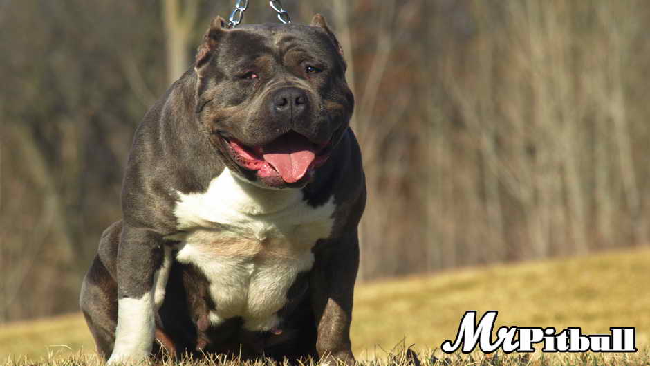 Huge Pitbulls