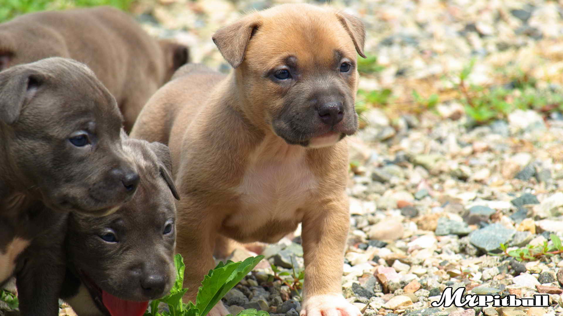 cute brown puppy