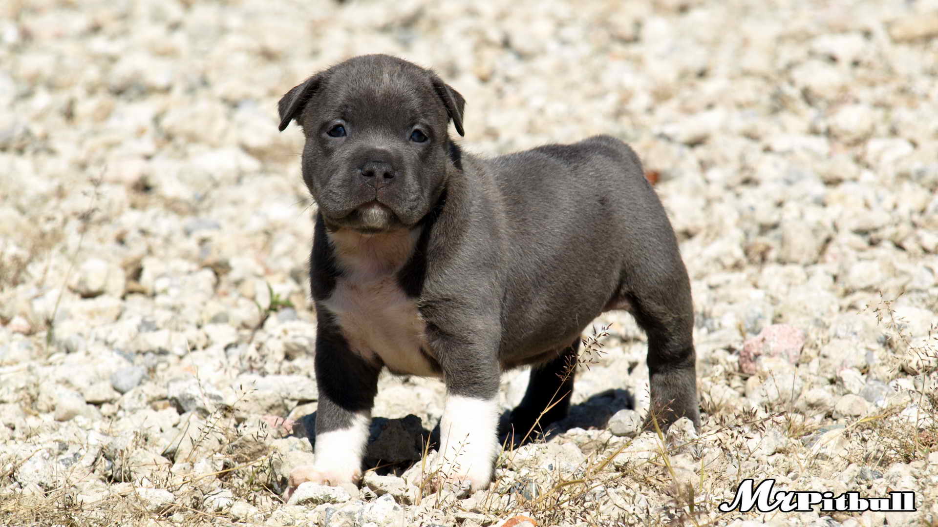 Pitbulls For Sale In Indiana