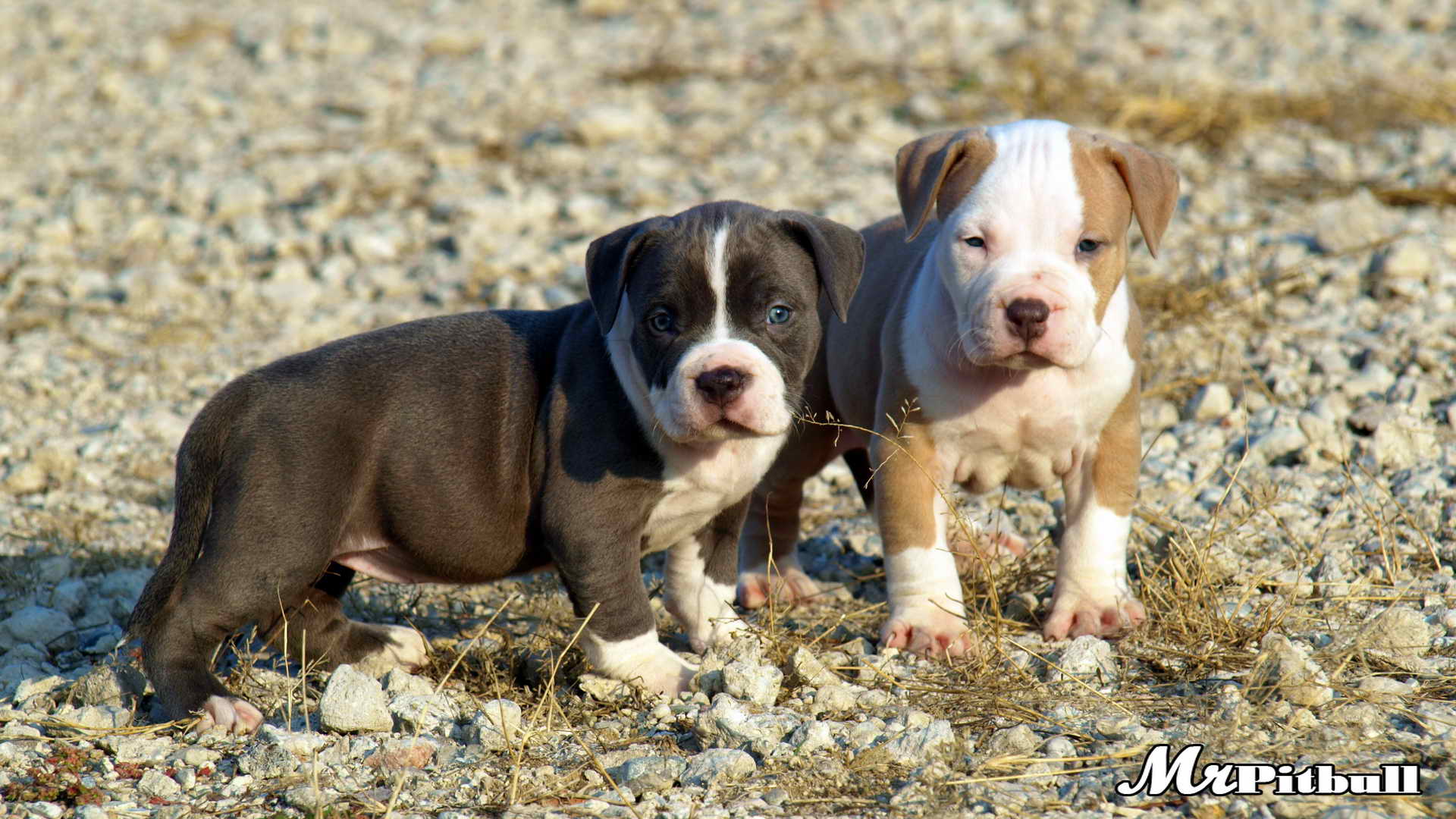 Pitbull Puppies For Sale Jacksonville Nc